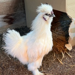 烏骨鶏　可愛がってくれる方募集中