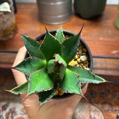 アガベ　ホリダ　台湾株　の画像