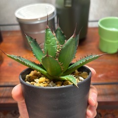 アガベ　ホリダ　台湾株　の画像