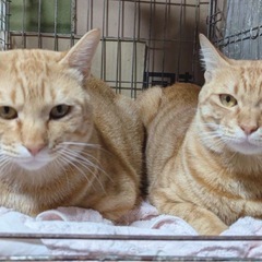  【千葉県】保護猫兄弟の里親募集／人懐っこくて穏やかな性格（1歳オス）