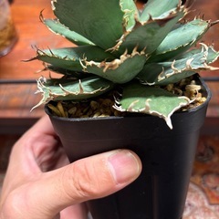 アガベ　フィリグリーの画像