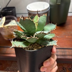 アガベ　フィリグリーの画像