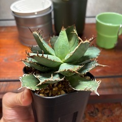 アガベ　フィリグリーの画像