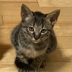 【可愛がってくださる方に】黒っぽいキジトラ・メス・2ヶ月