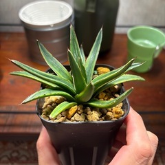 アガベ　笹の雪錦　親株写真有りの画像