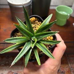 アガベ　笹の雪錦　親株写真有りの画像