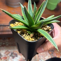 アガベ　笹の雪錦　親株写真有りの画像