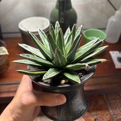 アガベ　笹の雪錦　親株写真有りの画像