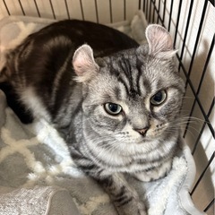 アメリカンカールオス3歳