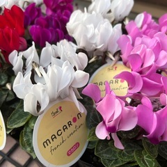 綺麗なガーデンシクラメン✨の画像