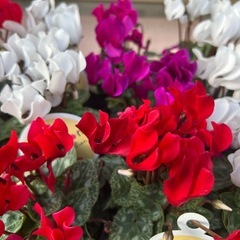 綺麗なガーデンシクラメン✨の画像