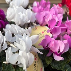 綺麗なガーデンシクラメン✨の画像