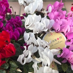 綺麗なガーデンシクラメン✨の画像