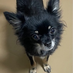 甘ったれの小さな小さなチワワ　いちごちゃん♀