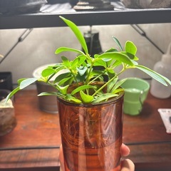 シェフレラコンパクタ　親株写真有りの画像