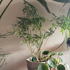 シェフレラコンパクタ　親株写真有りの画像