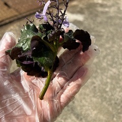 プレクトランサス　モナラベンダー　1株　の画像