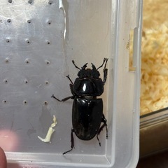 スラウェシオオヒラタクワガタ　新成虫ぺあペアの画像