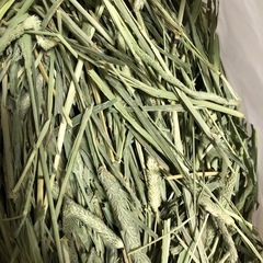 チモシー　600g×4袋＋開封済み1袋の画像