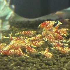 レッドファンシータイガーシュリンプの画像