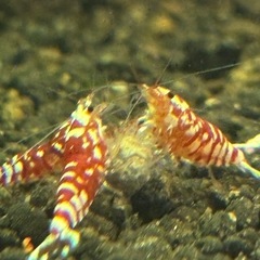 レッドファンシータイガーシュリンプの画像