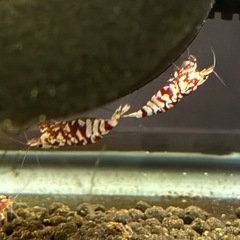 レッドファンシータイガーシュリンプの画像