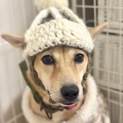 大至急 雑種犬 女の子