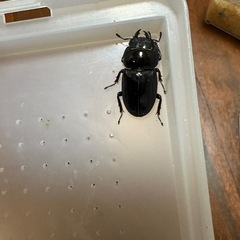 サキシマヒラタクワガタ　ペア
の画像
