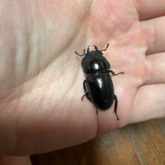 ウンナンヒラタクワガタ　訳ありペア
の画像