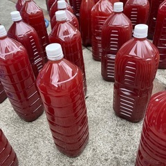 11月6日 秦野市内 メダカ出張販売開催 全品種統一価格1匹250円 特定匹数ごとに値引きあり！ ミジンコウキクサは5gお試し価格100円で！ 　の画像