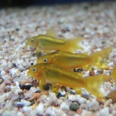 熱帯魚恵庭、期間限定‼️コリドラス　イルミネータスゴールド　の画像