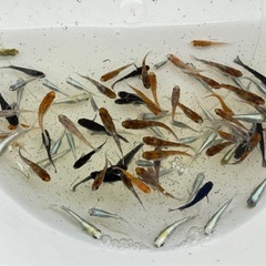 【相談中】メダカ色々25匹の画像