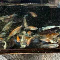 【相談中】メダカ色々25匹の画像