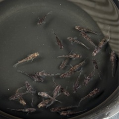 メダカ　和墨15匹＋αの画像