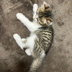 キジ白　元気な男の子