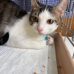 譲渡会に参加します🍀人懐こいキジ白君🐾個人面会🉑