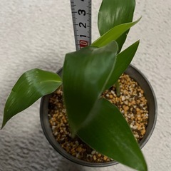 極楽鳥花　3株（ストレチアレギネ）の画像