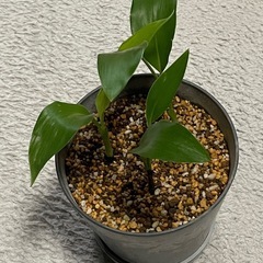 極楽鳥花　3株（ストレチアレギネ）の画像