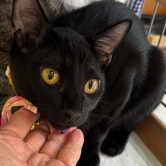 超甘えんぼ！ゴールドアイ✨のブラックキャット🐈‍⬛個人面会🉑
