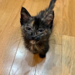 甘えん坊なベイビーサビ猫ちゃん