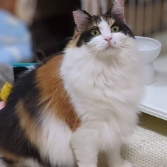 長毛　三毛猫　美織ちゃん　