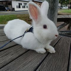 1歳のミニウサギです