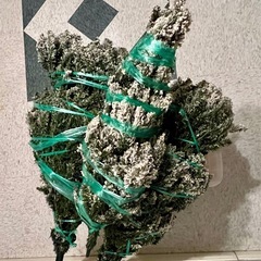 クリスマスツリー/ 大の画像