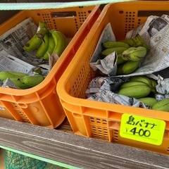🌱採れたてバナナ🍌販売中🌱