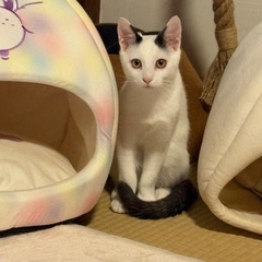 白黒　オス　6ヶ月　おもち君