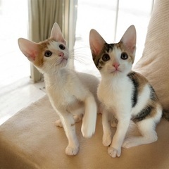 仲良し兄妹　たんたん&とんとん