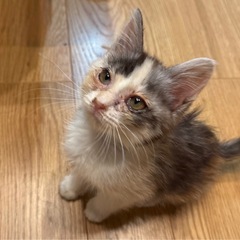 長毛 パステルカラーのミケちゃん