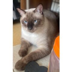 ★譲渡会あります★　後ろ姿はまさにタヌキ！