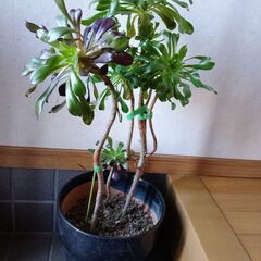 サンシモン＝黒法師の画像