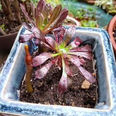 サンシモン＝黒法師の画像